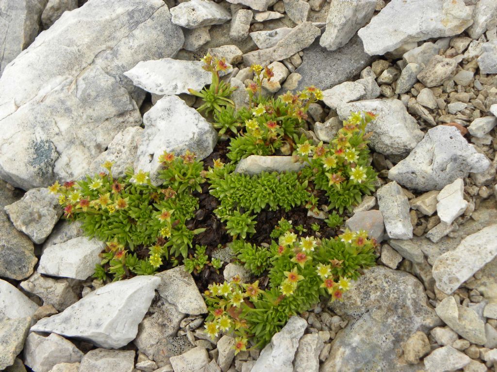 quale Saxifraga?  Saxifraga gr. exarata